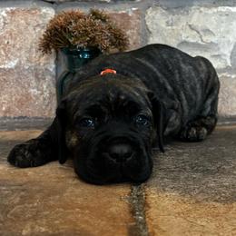 Orange collar - Chestnut brindle male Cane Corso puppy in Tucson, Arizona from Cane Corso Friends