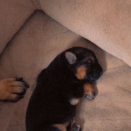 German Shepherd Puppies from JCR Kennels