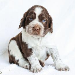 Scout - Liver white and roan male English Springer Spaniel puppy in Atglen, Pennsylvania from Smokey Hollow Puppies