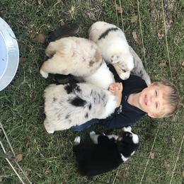 Australian Shepherd Puppies from Soggy Bottom Farms