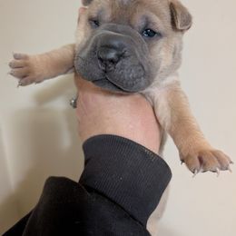 Boy 1 - Fawn sable male Chinese Shar-Pei puppy in Autryville, North Carolina from T&D'S Razen Wrinkles Shar-pei