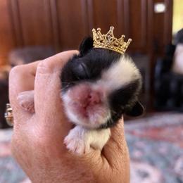 Panda - Black and white female Shih Tzu puppy in Big Sandy, Texas from Heart and Soul Shih Tzu