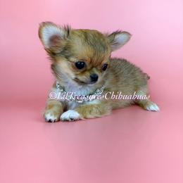 Tiny Harley Quinn - Sable spotted white female Chihuahua puppy in Anderson, South Carolina from Lil Treasures Chihuahuas