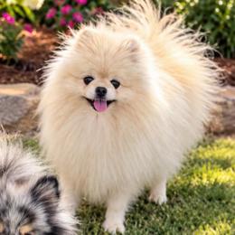 Cashy poo - Cream male Pomeranian puppy in Fayetteville, North Carolina from Tar-heel Poms