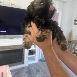 Nala - Brindle female Shih Tzu puppy in Coolidge, Arizona from Shih Tzu’s  ‘N’ Love