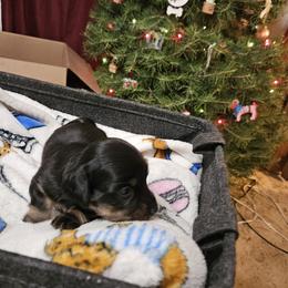 Girl 1 - female Dachshund puppy in Hartford, Michigan from Mac Fam Dachshunds