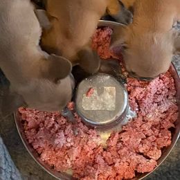 French Bulldog and Rottweiler Puppies from Starkhaus Rottweilers