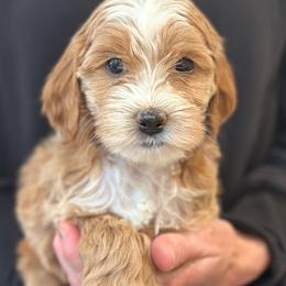 Girl 1 - female Australian Labradoodle puppy in Bend, Oregon from High Desert Labradoodles