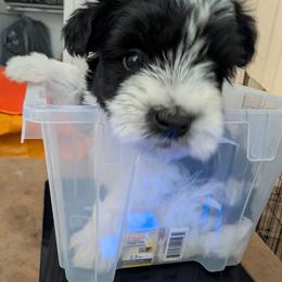 Mojo Jojo - Parti male Miniature Schnauzer puppy in Paris, Texas from Black Star Farm