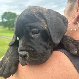Maximus, Boy 3 Light Black Brindle with purple collar - Cane Corso puppy from K9 Guardian Cane Corso