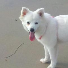 American Eskimo Dogs from Arctic Storm Kennels