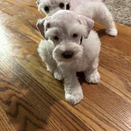 Austin - White male Miniature Schnauzer puppy in Littleton, Colorado from Wahl 2 Wahl Schnauzers