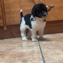 Girl 6 - Parti female Poodle puppy in Bremen, Georgia from Kelley’s Poodle Patch
