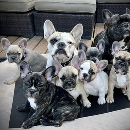 French Bulldog puppies from A Cute Pair of Frenchies