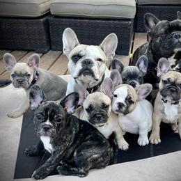 French Bulldog puppies from A Cute Pair of Frenchies