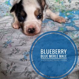 Blueberry - Blue merle male Miniature Australian Shepherd puppy in Kettle Falls, Washington from Ellie's Miniature Australian Shepherds