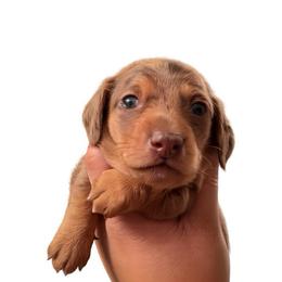 Lucky chocolate dapple dachshund - Dapple male Dachshund puppy in El Cajon, California from Lisa Buxton
