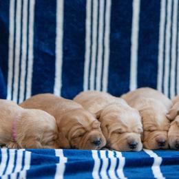 Labrador Retriever Puppies from Sun Ridge Labradors