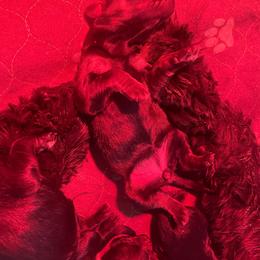 Bark-Z - Pepper and salt male Giant Schnauzer puppy in Tabernash, Colorado from Schnauzer Paw Homestead