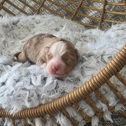 Bourbon - Red merle male Miniature Australian Shepherd puppy in Killen, Alabama from Wilkers Wholehearted Mini Aussies
