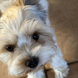 Yorkshire Terriers from Eileen’s Yorkies of Havasu