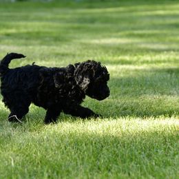 Australian Labradoodle Puppies from Tiny Treasures Australian Labradoodles