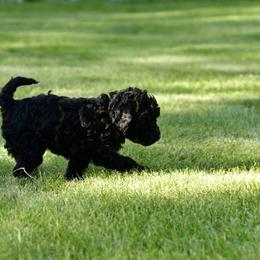 Australian Labradoodle Puppies from Tiny Treasures Australian Labradoodles