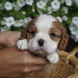 Levi - Blenheim male Cavalier King Charles Spaniel puppy in Lula, Georgia from Cavaliers by Crumley