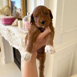 LOTUS - Red  male Goldendoodle puppy in Independence, Oregon from ANKENY DOODLES