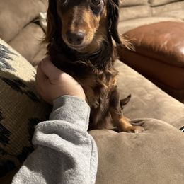 Morgan - Dachshund