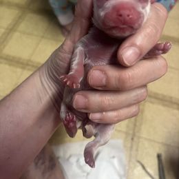 Chihuahua Puppies from Tammy's Chihuahuas