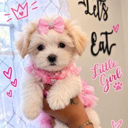 Lovey (Purple) - White and lemon female Maltese puppy in North Chesterfield, Virginia from Maltese Love