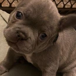 Border Collies and French Bulldogs from Slash O Kennels
