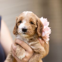Bubbles - Cream Goldendoodle puppy in Centerville, Utah from Dean Doodles