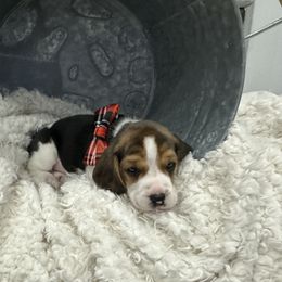 Beagle Puppies from Stranger Creek Beagles