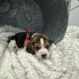 Beagle Puppies from Stranger Creek Beagles