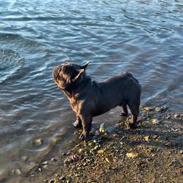 French Bulldog puppies from Glacier French Bulldogs of Montana