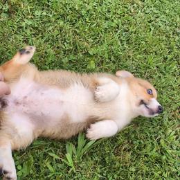 No Collar Sable Girl - Sable female Pembroke Welsh Corgi puppy in Stoystown, Pennsylvania from Willow Grove Corgis