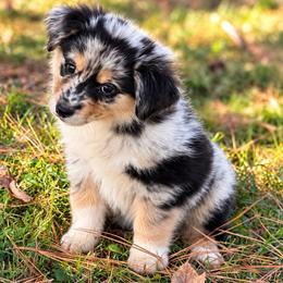 Simba - Blue merle male Miniature American Shepherd puppy in Leitchfield, Kentucky from Legendmaker MAS