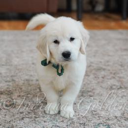 Mr. Spruce - Light golden male Golden Retriever puppy in Bedford, Indiana from Indiana Goldens