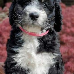 Bernedoodle Puppies from St. Louis Doodle Ranch