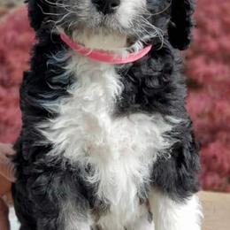 Bernedoodle Puppies from St. Louis Doodle Ranch