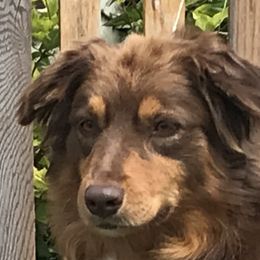 Dorothy - Australian Shepherd