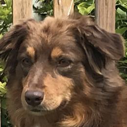 Dorothy - Australian Shepherd