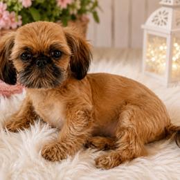 Memphis - Red male Shih Tzu puppy in Maize, Kansas from Air Capital Shih Tzu Puppies