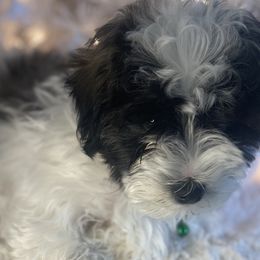 Boy 2 - Black and silver brindle Havapoo puppy in Tropic, Utah from Lady Paws-Kara