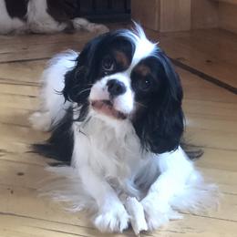 JD - Cavalier King Charles Spaniel