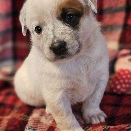Cheer - Red mottled female Australian Cattle Dog puppy in Sneedville, Tennessee from JoAnn's Australian Cattle Dogs