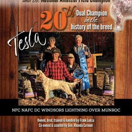 Tesla - English Setter