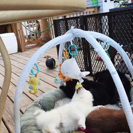 Pomsky Puppies from Zeuskis Pomskies